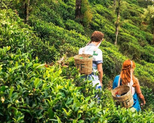 Kandy-Tea-Plantations Kandy-Tea-Plantations