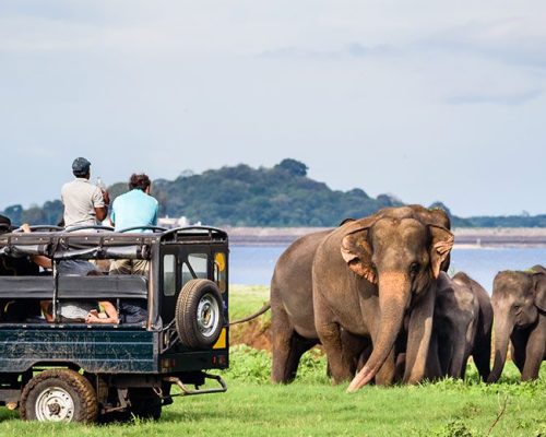 LS_B3_Sri-lanka_s-national-parks-and-what-its-famous-for_800x520 LS_B3_Sri-lanka_s-national-parks-and-what-its-famous-for_800x520