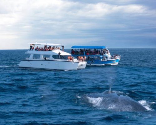 istockphoto-1401193305-612×612 Mirissa, Sri Lanka - Feb 5, 2022: Whale back in the water and tourist boats on whales watching safari.